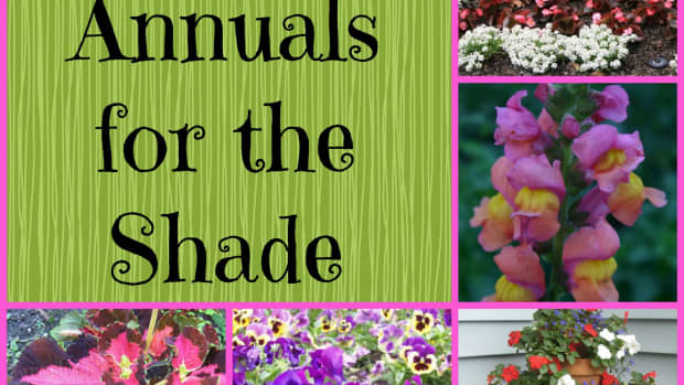 gardening-in-the-shade-plants-for-shady-areas