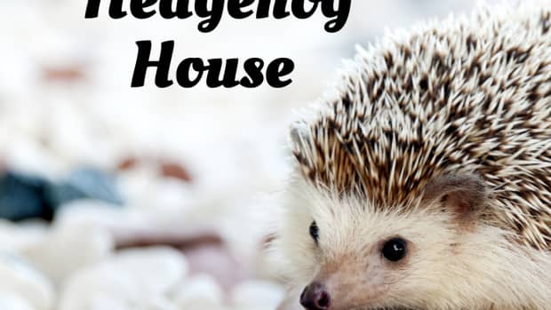 how-to-build-a-proper-house-for-a-hedgehog