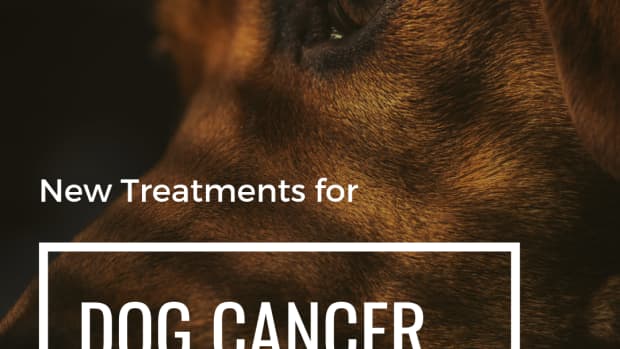 canine-cancer-new-holistic-treatment-that-prolongs-life-for-dogs-with-hemangiosarcoma