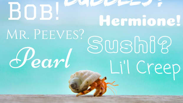 hermit-crab-names