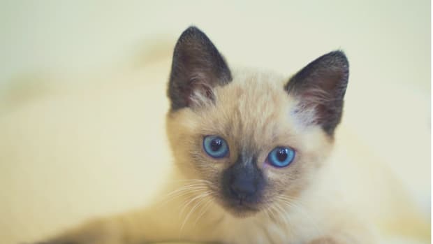 5-things-about-siamese-cats-you-need-to-know