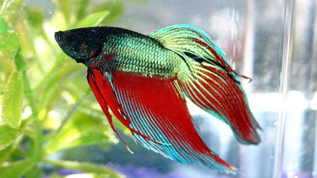all-about-betta-fish