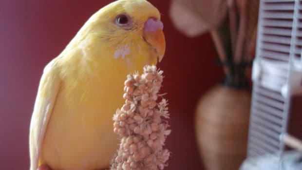 essential-parakeet-diet-what-to-feed-a-budgerigar