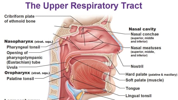 non-respiratory-functions-of-the-respiratory-system