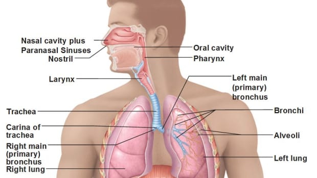 respiratory-physiology