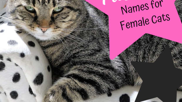 kitty-names-40-fabulous-names-for-female-cats