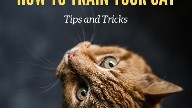 how-to-train-your-cat-to-do-tricks