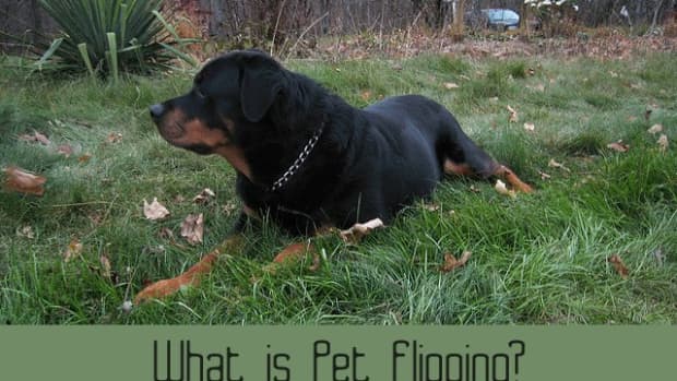 what-is-pet-flipping