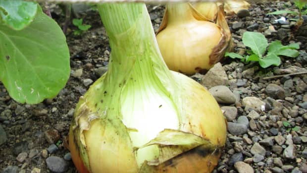 how-to-grow-onions-in-a-small-garden-growing-plant-onion-sets-gardening-vegetables-planting-recipes