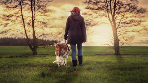 making-your-dog-walking-business-the-top-dog