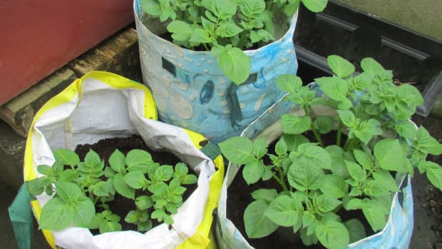 how-to-grow-potatoes-in-containers-and-pots-in-a-small-garden-potato-recipes-gardening-tips-advice