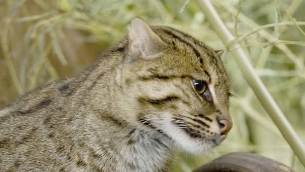 The Black-Footed Cat Kittens Are BACK And Hunting Crickets