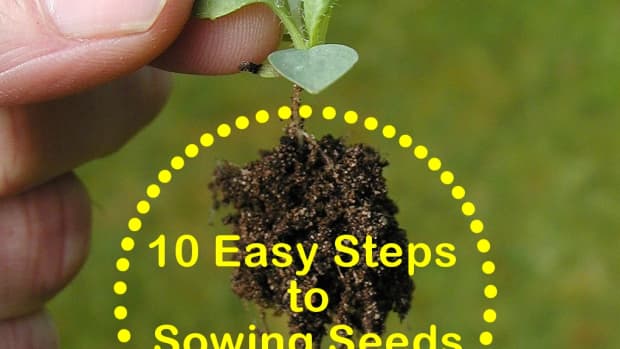 how-to-sow-seeds