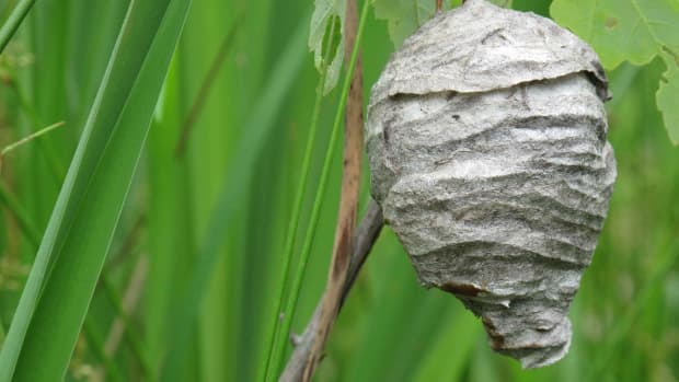 how-to-remove-a-wasp-nest