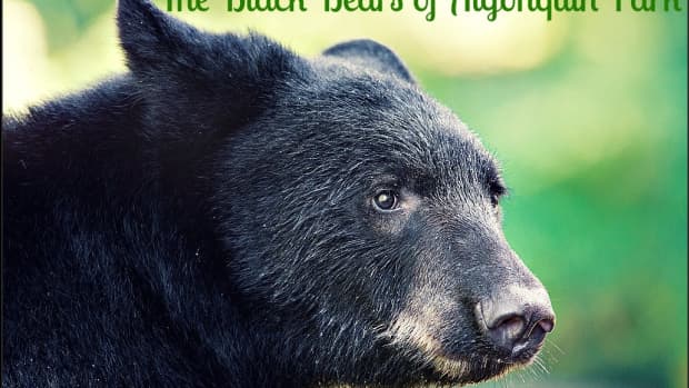 the-black-bears-of-algonquin-park