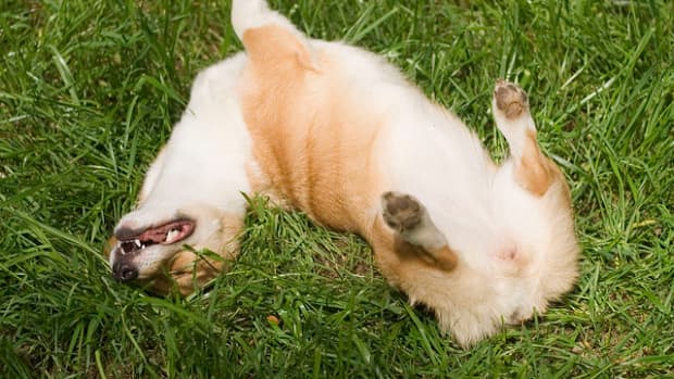 how-to-get-the-fish-smell-out-of-your-dog