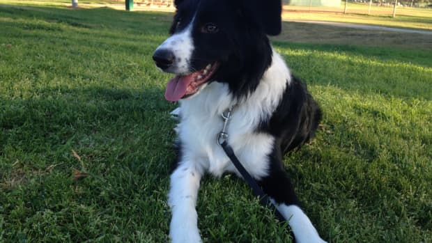 Pros and Cons of Choosing a Border Collie as a Pet - PetHelpful