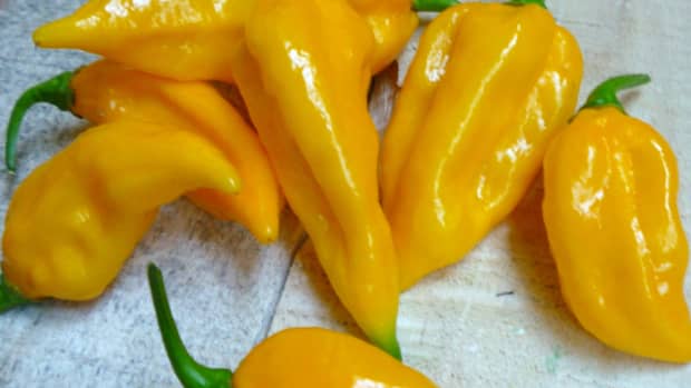 grow-fatalii-peppers