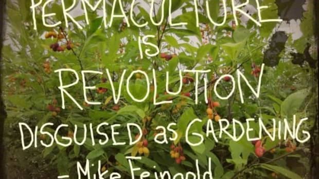 permaculture-the-basics