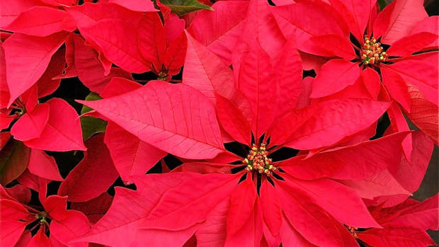 christmas-plants-safe-and-poisonous