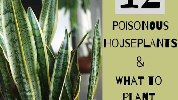 poisonous-house-plants-and-their-toxic-effects