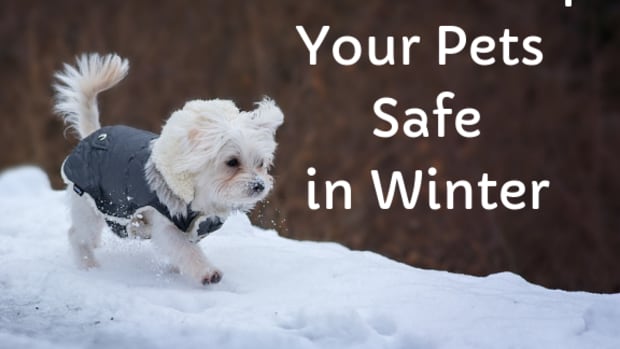 keep-your-pets-happy-and-healthy-during-the-winter-holidays-cold-weather-safety-tips-for-cats-and-dogs