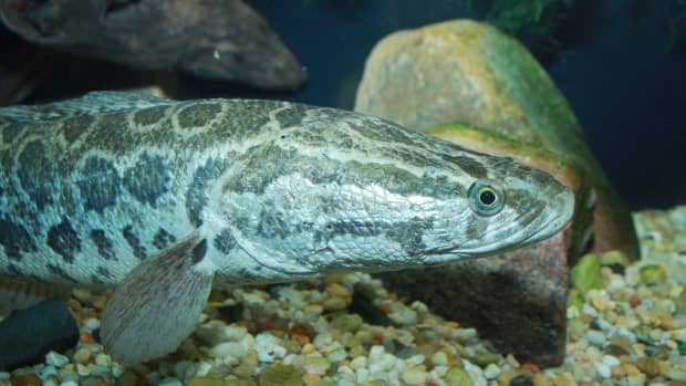 Fish Are Chattier Than Previously Thought, TS Digest
