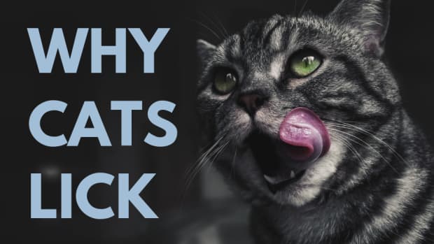 why-does-my-cat-lick-me-5-reasons-cats-lick-their-owners