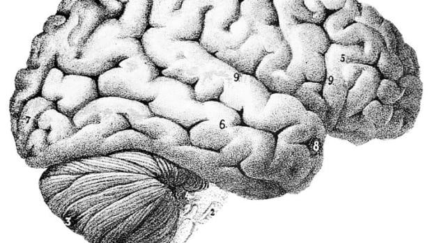brain-training-improve-your-neuroplasticity-with-10-easy-tips