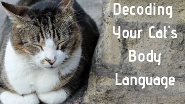 decode-your-cat-behaviour