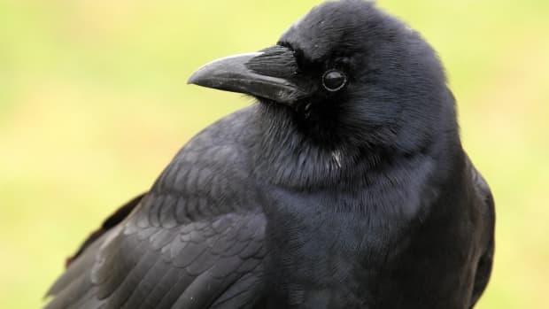 how-to-make-friends-with-crows
