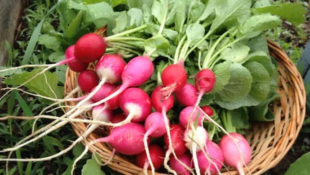 canning-radishes-how-to-make-easy-pickled-radishes