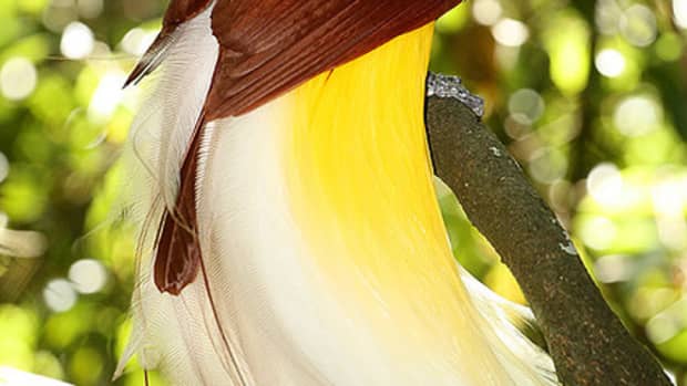 colourful--birds-of-paradise
