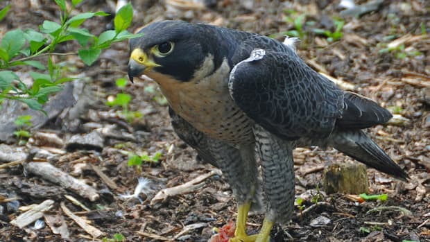 the-peregrine-falcon-the-fastest-animal-in-the-world