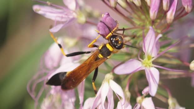 what-are-mud-dauber-wasps-and-should-you-get-rid-of-them