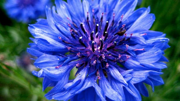 Queen Anne's Lace, a Beloved Wildflower - Dengarden
