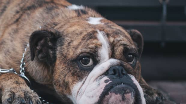 causes-of-petechiae-in-dogs