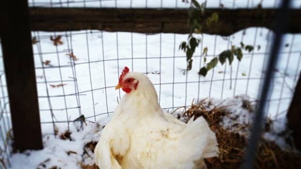 the-plymouth-white-rock-chicken