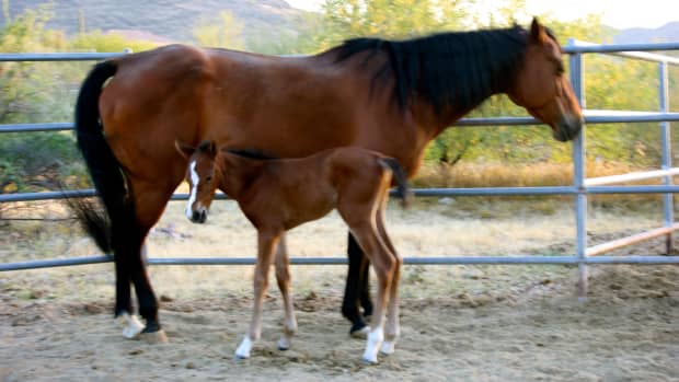 the-essential-foaling-kit-for-the-first-time-mare-owner