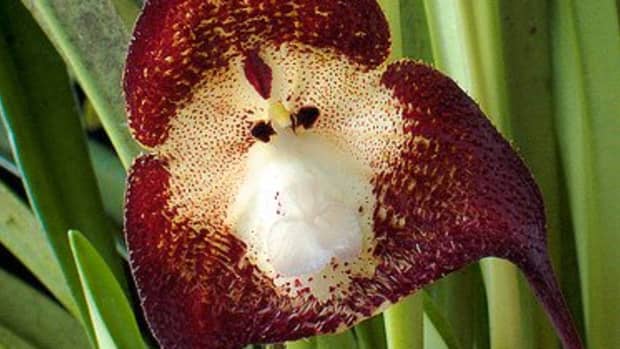 unusual-orchids
