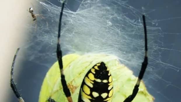 yellow-garden-spider