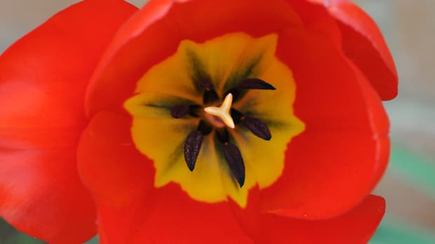 how-to-use-a-wire-frame-to-make-a-wet-felted-tulip