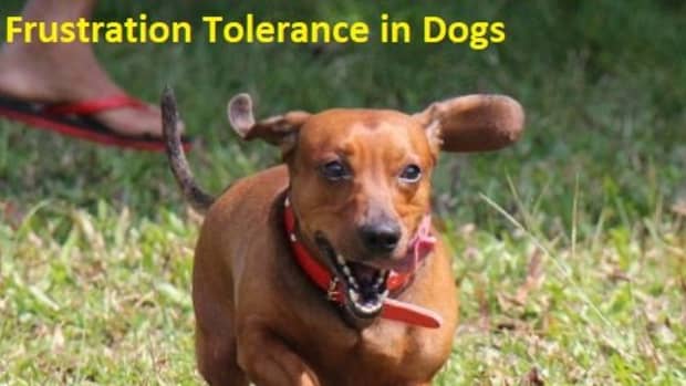 understanding-dog-frustration-tolerance