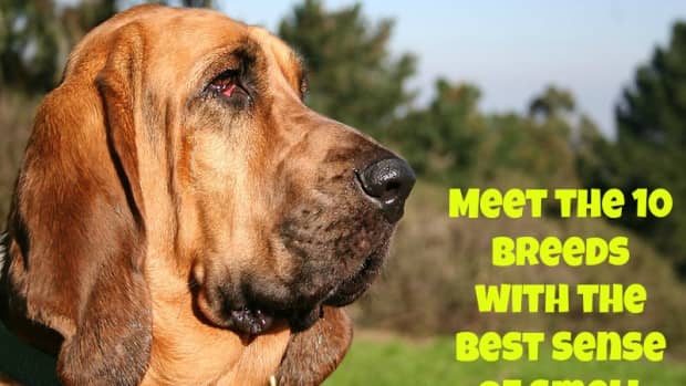 meet-the-10-dog-breeds-with-the-best-sense-of-smell