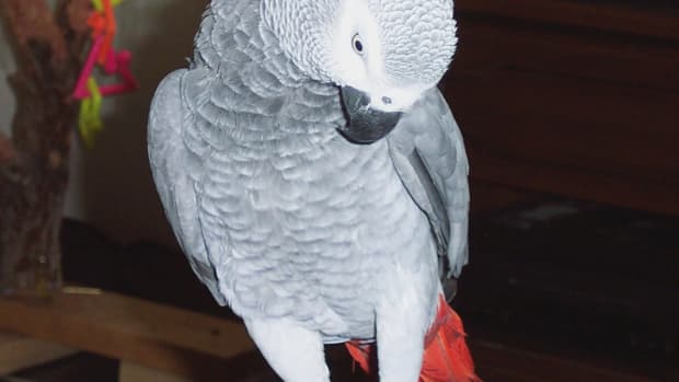 boisterous-bailey-an-incredible-african-grey-parrot