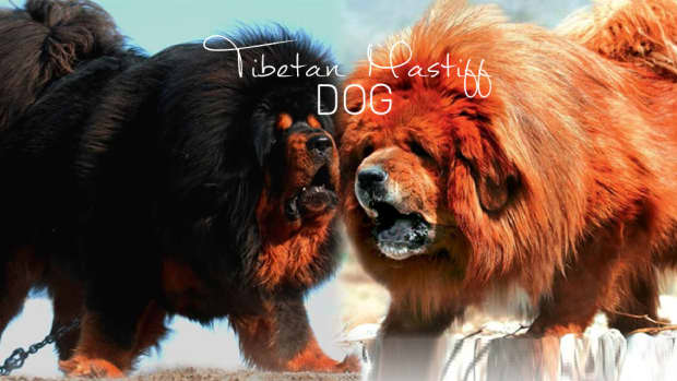 dogs-like-tibetan-mastiff