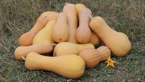easist-way-to-cook-and-peel-butternut-squash