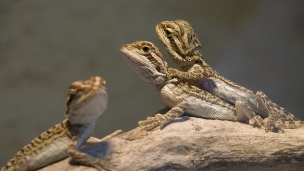 how-to-breed-bearded-dragons-safely