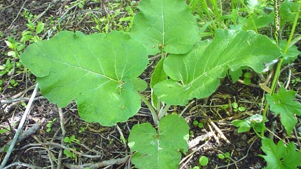 the-benefits-and-side-effects-of-four-common-backyard-weeds