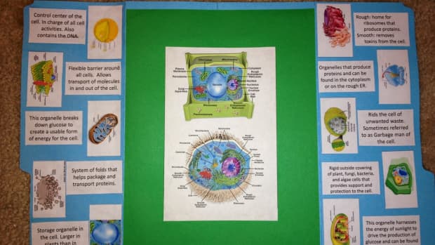 cell-lapbook